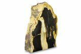 Tall, Polished Petrified Wood (Sequoia) Stand-up - Oregon #297295-2